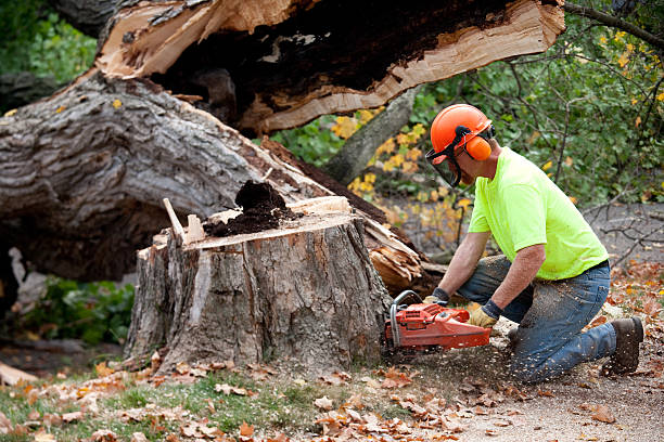 The Steps Involved in Our Tree Care Process in Winnsboro, SC